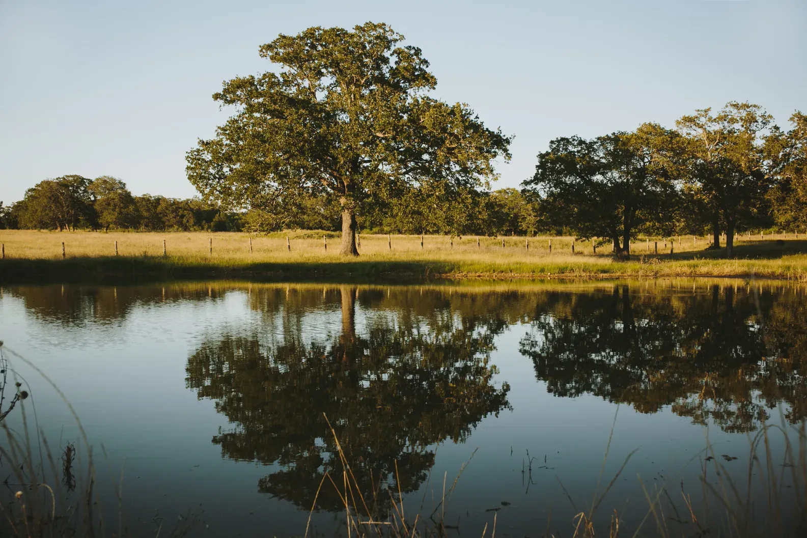Pond reflection and oak pasture on the Serana property